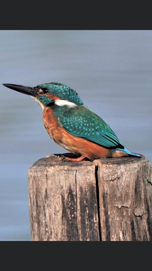 Ijsvogel Apartment, Duplex Family Home 4-Bed Located On The Largest Saltwater Lake Bruinisse Luaran gambar